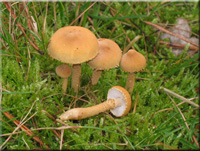 Cystoderma amiantinum