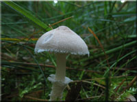 Starkriechender Körnchenschirmling - Cystoderma carcharias