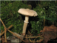 Starkriechender Krnchenschirmling - Cystoderma carcharias