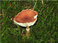 Rostroter Körnchenschirmling - Cystoderma granulosum 