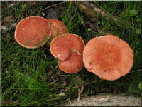 Rostroter Krnchenschirmling - Cystoderma granulosum 