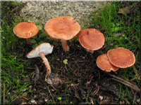 Rostroter Krnchenschirmling - Cystoderma granulosum 