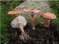 Rostroter Krnchenschirmling - Cystoderma granulosum 