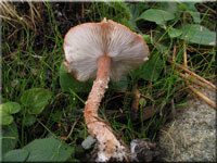Rostroter Krnchenschirmling - Cystoderma granulosum 