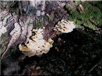 Blasshtiger Samtfurbling - Flammulina fennae