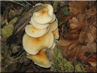 Blasshtiger Samtfurbling - Flammulina fennae