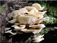 Blasshütiger Samtfußrübling - Flammulina fennae