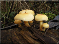 Samtfurbling - Flammulina velutipes