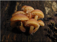 Samtfurbling - Flammulina velutipes