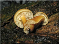 Samtfurbling - Flammulina velutipes