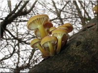 Samtfurbling - Flammulina velutipes