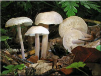 Knopfstiel-Blasssporrübling - Gymnopus confluens