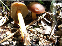 Gelbblättriger Blasssporrübling - Gymnopus ocior 