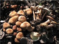 Gelbblättriger Blasssporrübling - Gymnopus ocior