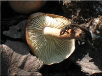 Gelbblättriger Blasssporrübling - Gymnopus ocior