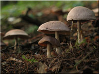Gymnopus peronata 