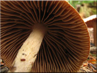 Gymnopus peronata