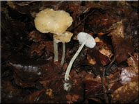 Buchenwald-Wasserfu - Hydropus subalpinus
