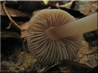 Buchenwald-Wasserfu - Hydropus subalpinus