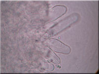 Buchenwald-Wasserfu - Hydropus subalpinus