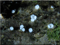 Weiviolettes Haarbecherchen - Lachnella alboviolascens