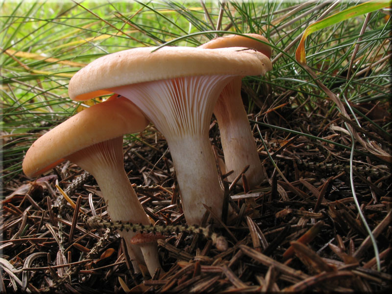 Fuchsiger Rtelritterling - Lepista flaccida