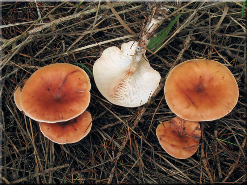 Fuchsiger Rtelritterling - Lepista flaccida
