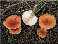Fuchsiger Rtelritterling - Lepista flaccida