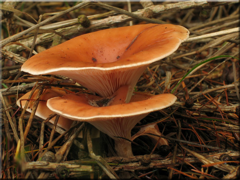 Fuchsiger Rtelritterling - Lepista flaccida