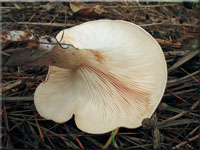 Fuchsiger Rtelritterling - Lepista flaccida