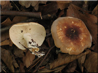 Leucopaxillus gentinaeus