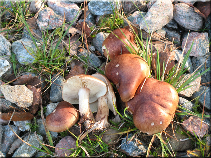 B�scheliger Rasling - Lyophyllum decastes 