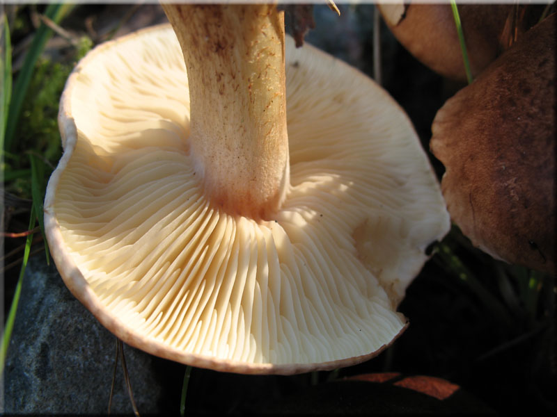 B�scheliger Rasling - Lyophyllum decastes 