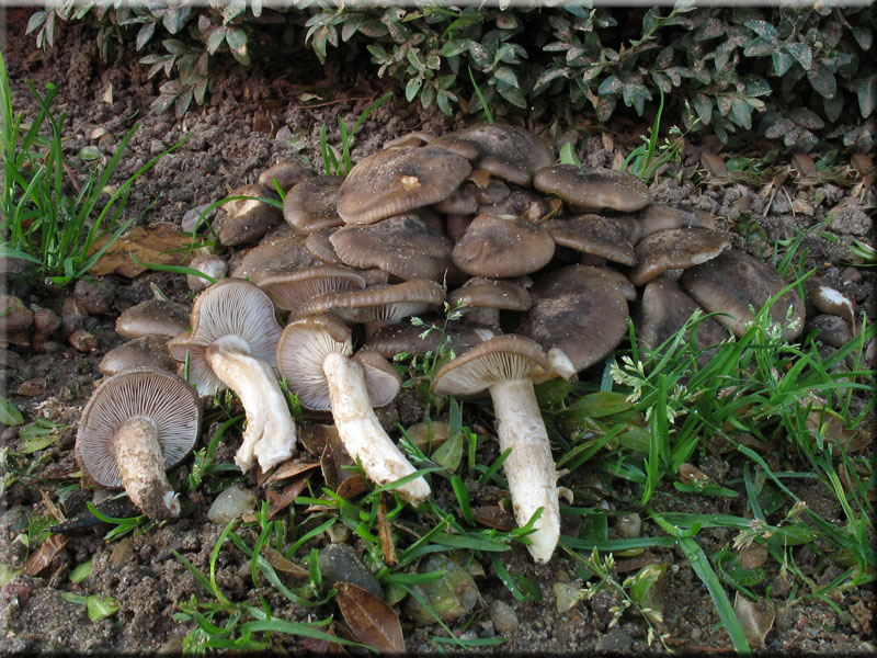 B�scheliger Rasling - Lyophyllum decastes 