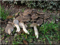 Bscheliger Rasling - Lyophyllum decastes 