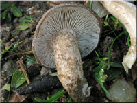 Bscheliger Rasling - Lyophyllum decastes 