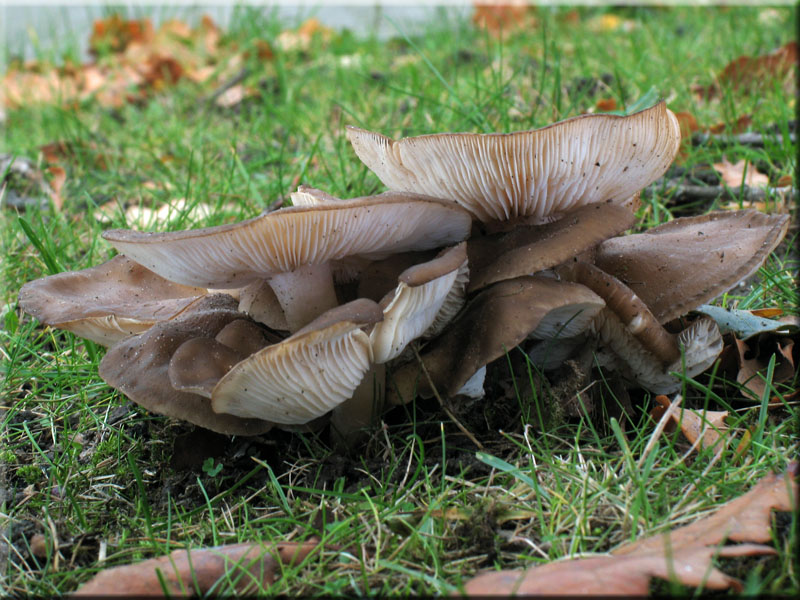 B�scheliger Rasling - Lyophyllum decastes 