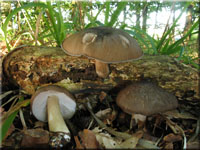 Breitblättriger Rübling - Megacollybia platyphylla