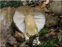 Breitblttriger Rbling - Megacollybia platyphylla