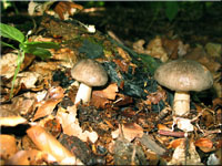 Breitblttriger Rbling - Megacollybia platyphylla