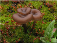 Dunkler Kohlennabeling - Myxomphalia maura
