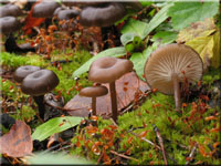 Dunkler Kohlennabeling - Myxomphalia maura