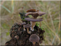 Filziger Nabeling - Omphalina griseopallida var. tetraspora