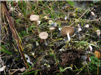Schildflechten-Nabeling - Omphalina peltigerina
