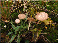 Schildflechten-Nabeling - Omphalina peltigerina