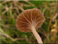 Schildflechten-Nabeling - Omphalina peltigerina