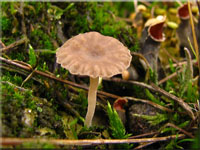 Schildflechten-Nabeling - Omphalina peltigerina