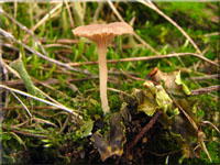 Schildflechten-Nabeling - Omphalina peltigerina