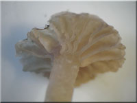 Schildflechten-Nabeling - Omphalina peltigerina