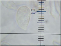 Schildflechten-Nabeling - Omphalina peltigerina